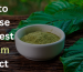 Best Kratom Extract